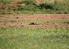 Izabeltapuit (Isabelline  wheatear) Oenanthe isabellina - Bayanzag 19-08-2016 (1)